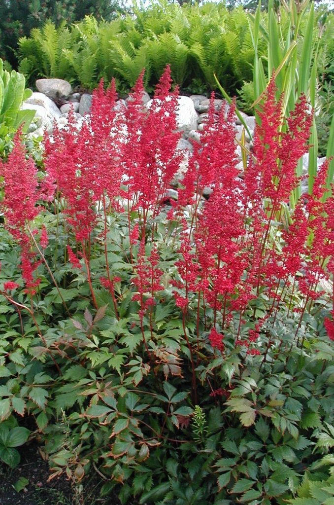 čechrava zahradní 'Fanal' (Astilbe x arendsii 'Fanal')