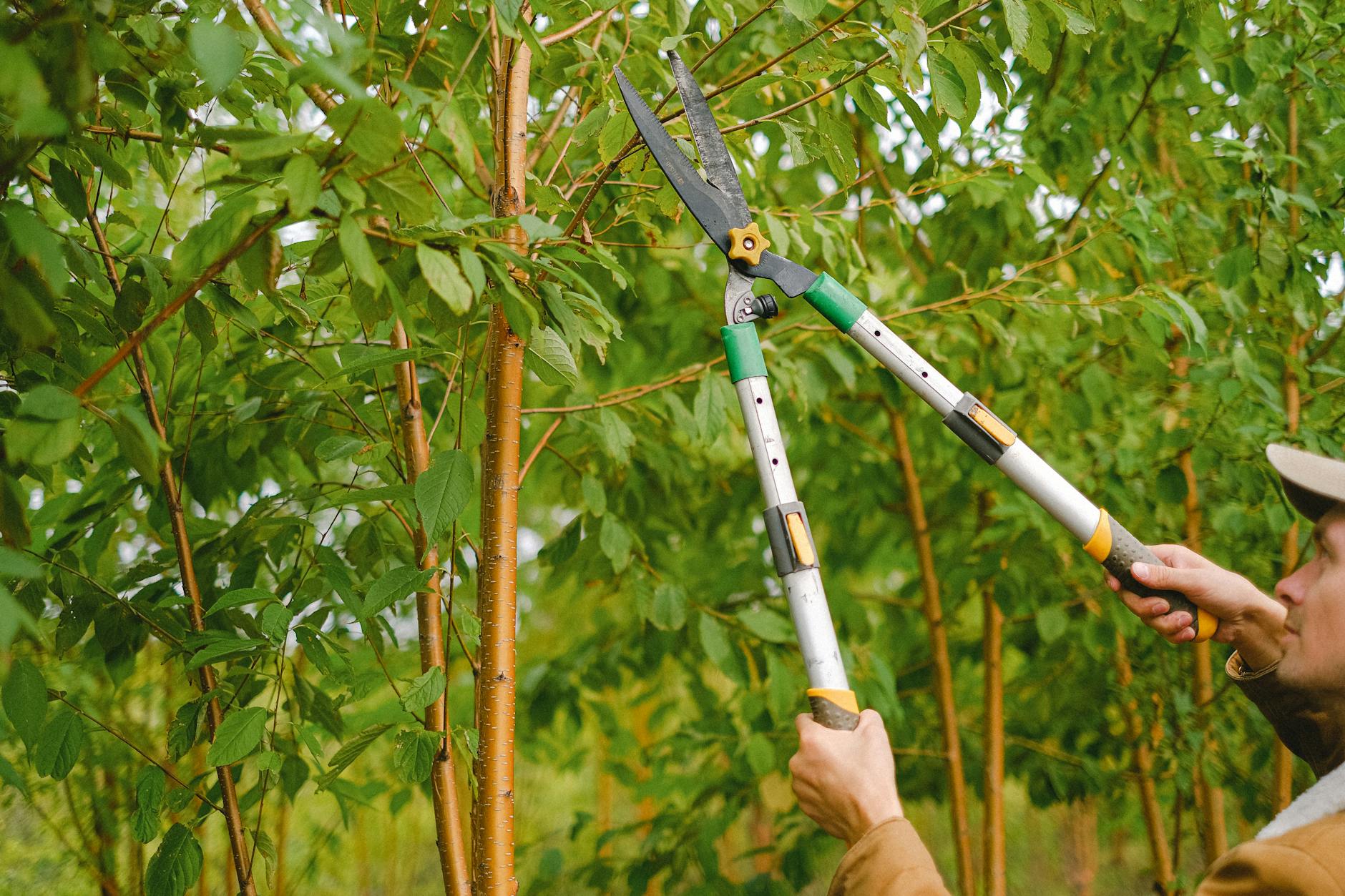 Péče o stromy a dřeviny: od ochrany po arboristiku 2 Obsah odborné příručky péče o mimolesnící dřeviny
