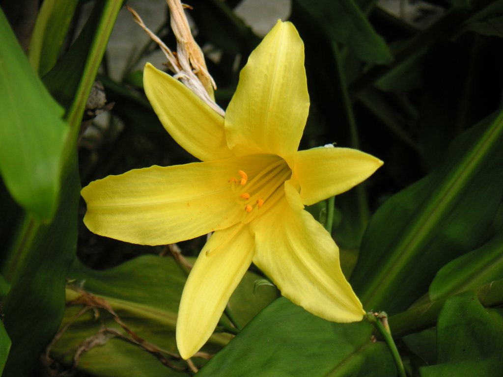 denivka menší (Hemerocallis minor)