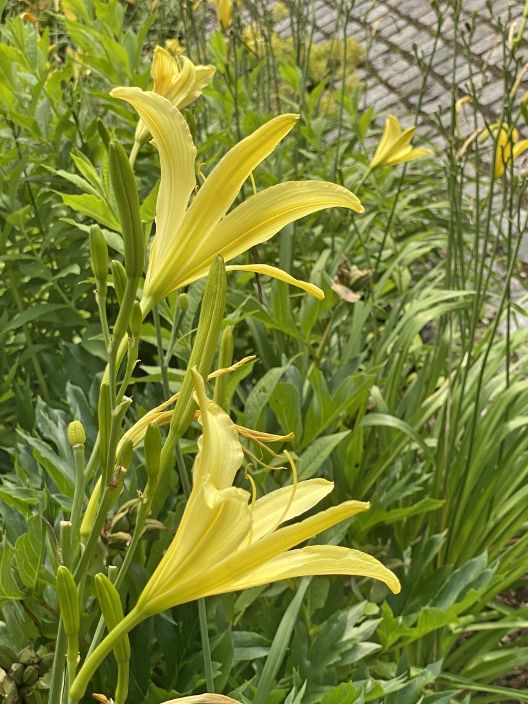 denivka žlutá (Hemerocallis lilio-asphodelus)