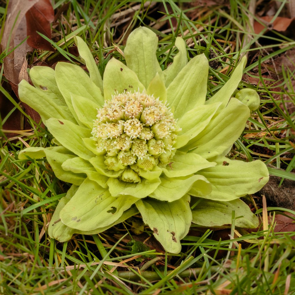 devětsil japonský (Petasites japonicus)