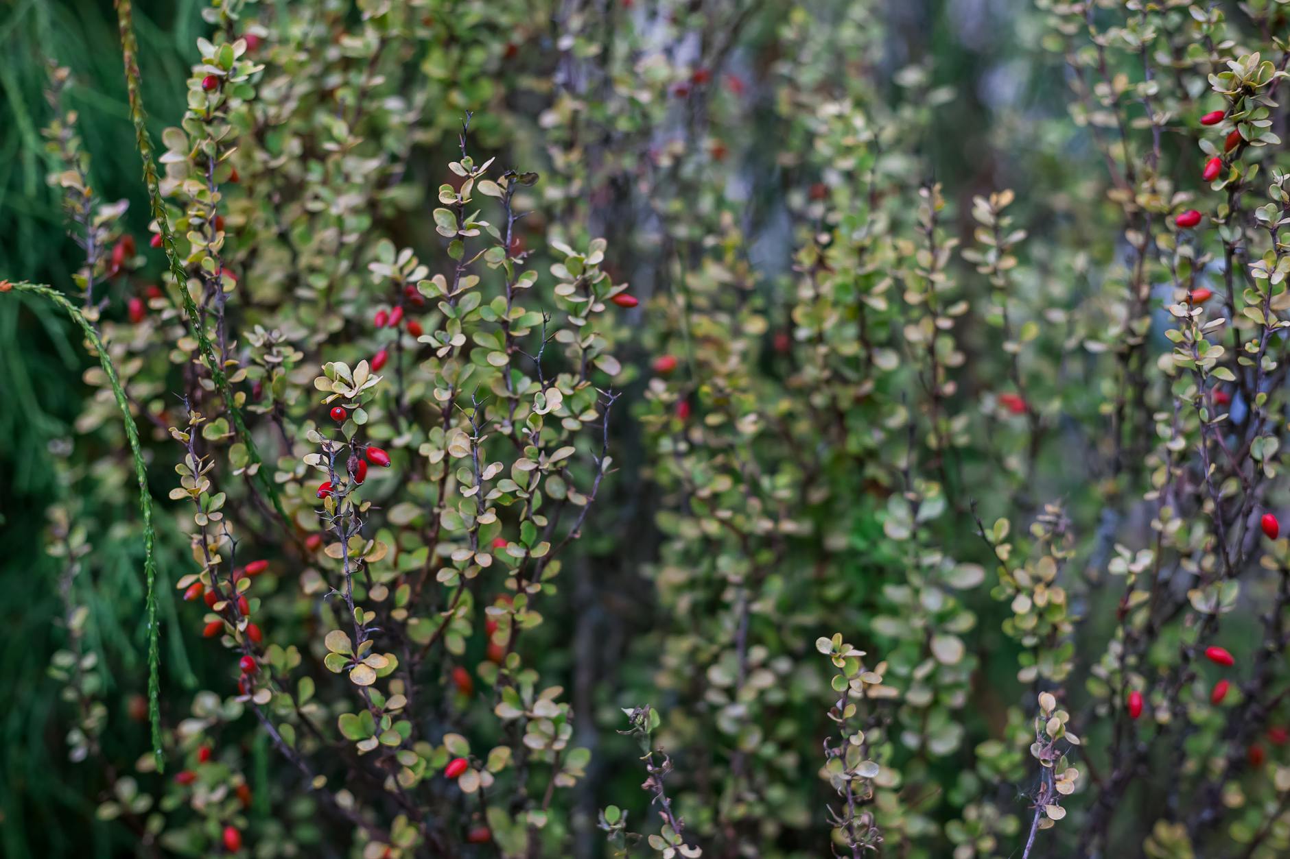 Dekorativní dřeviny pro živé ploty: dříšťal, berberis, břiza a briza