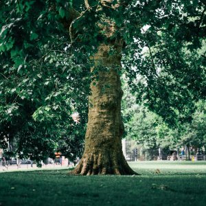 historie arboristiky