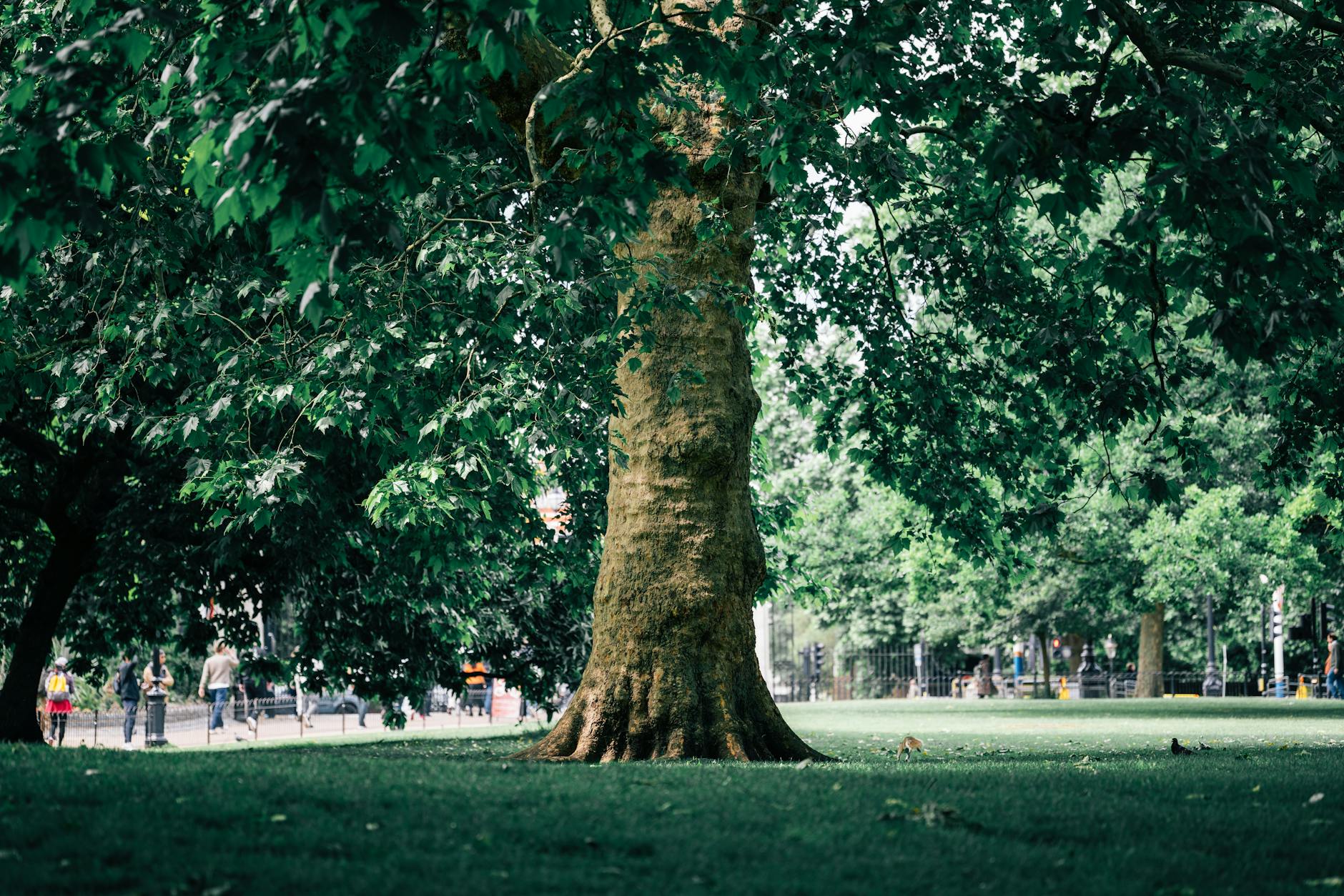 historie arboristiky