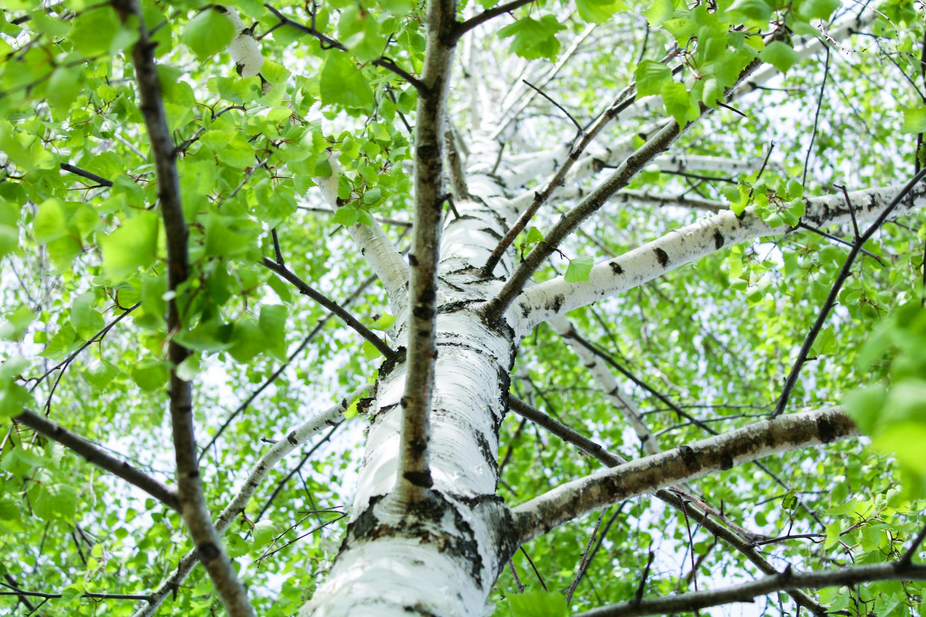 Historie arboristiky: od prvních arboristů po moderní péči o stromy 5 Historie ošetřování dutin stromů od legend k moderní stromové chirurgii