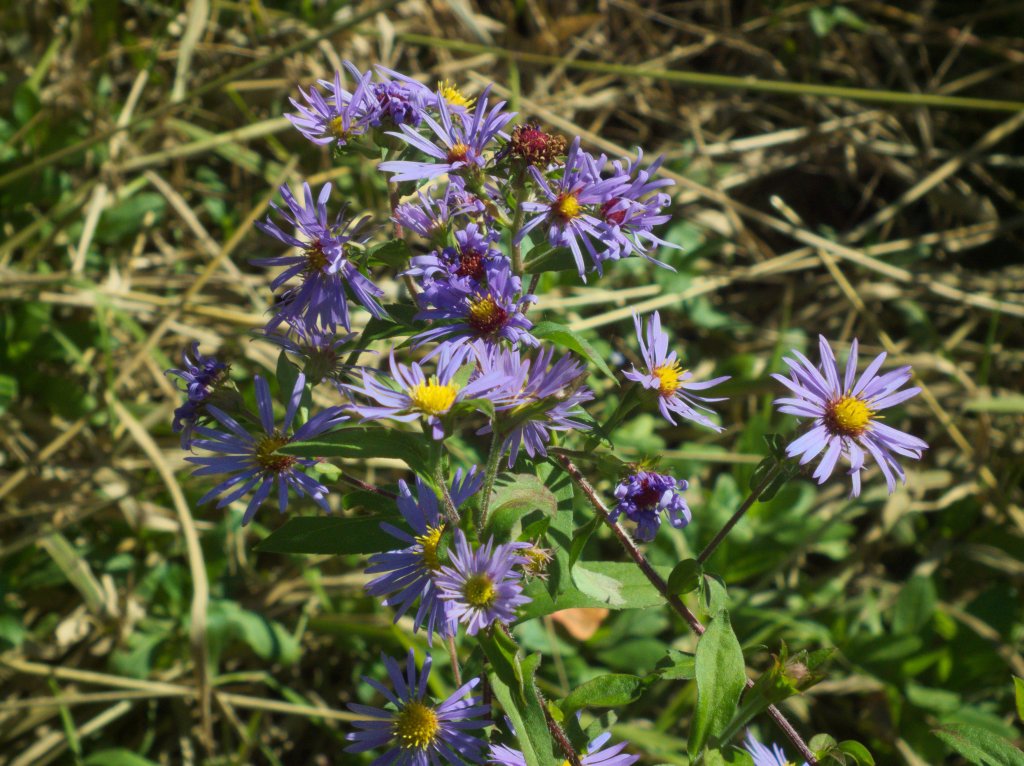hvězdnice purpurová (Aster puniceus)