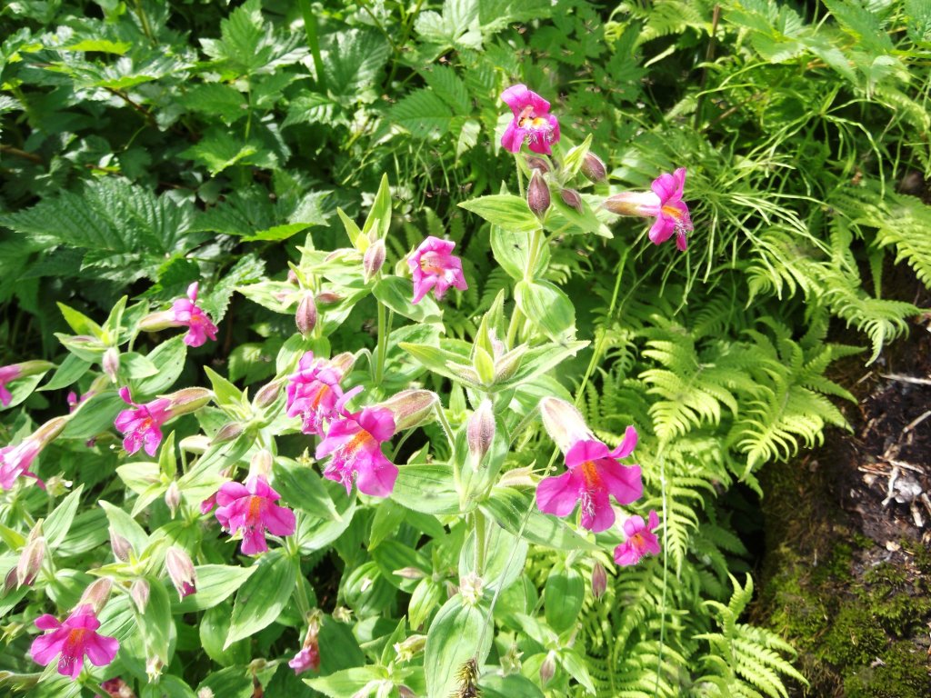 kejklířka Lewisova (Mimulus lewisii)