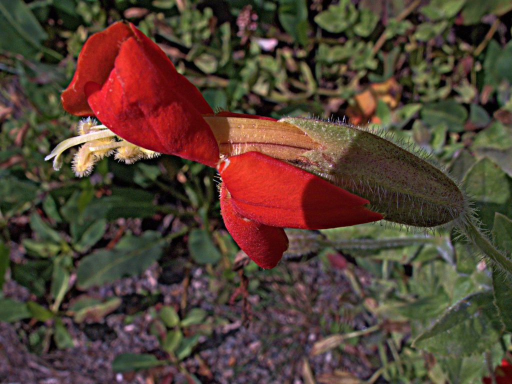 kejklířka šarlatová (Mimulus cardinalis)