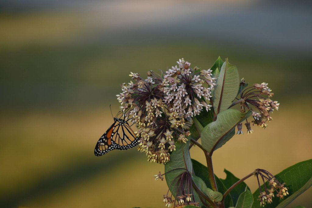 klejicha bílá (Asclepias incarnata var. alba)