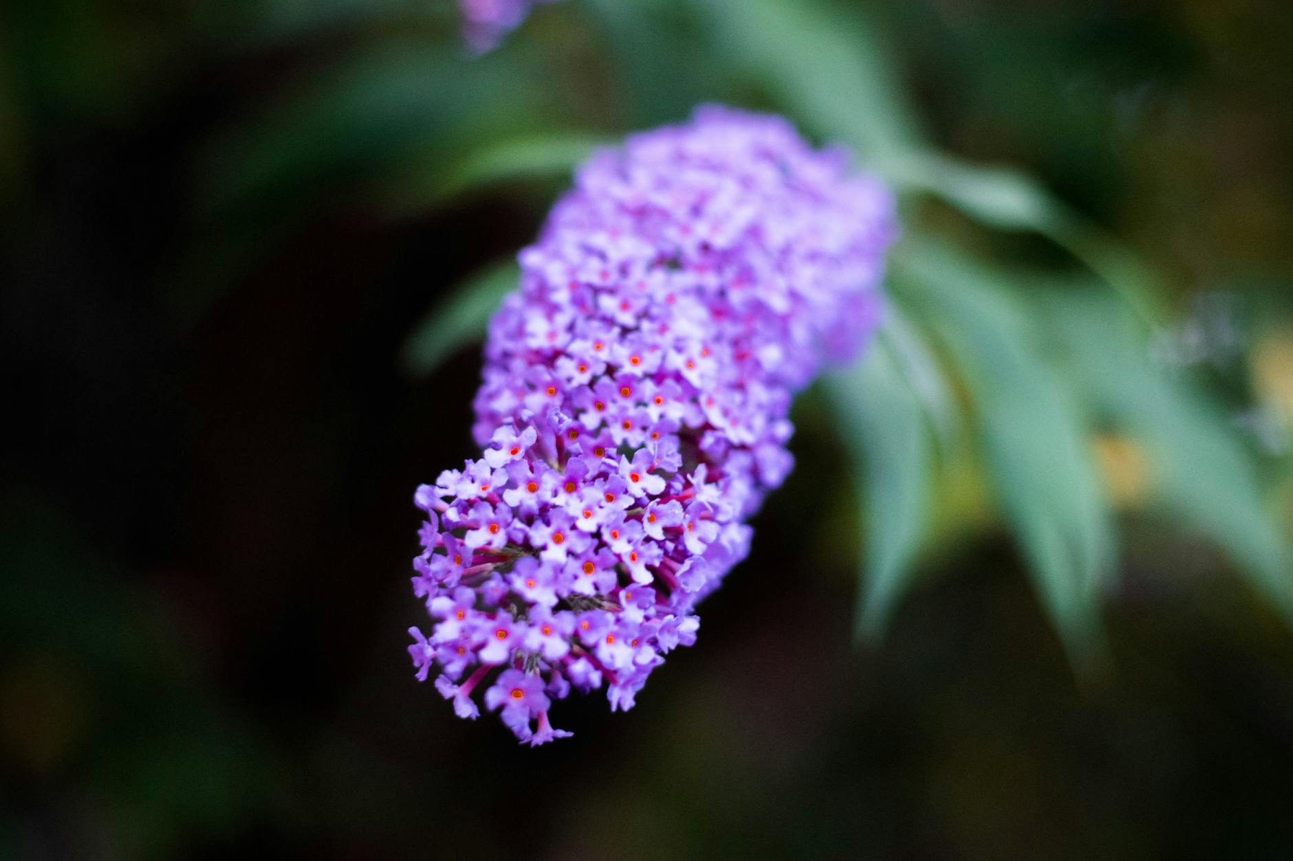 Buddleia a letní seřík s přehledem nejlepších odrůd