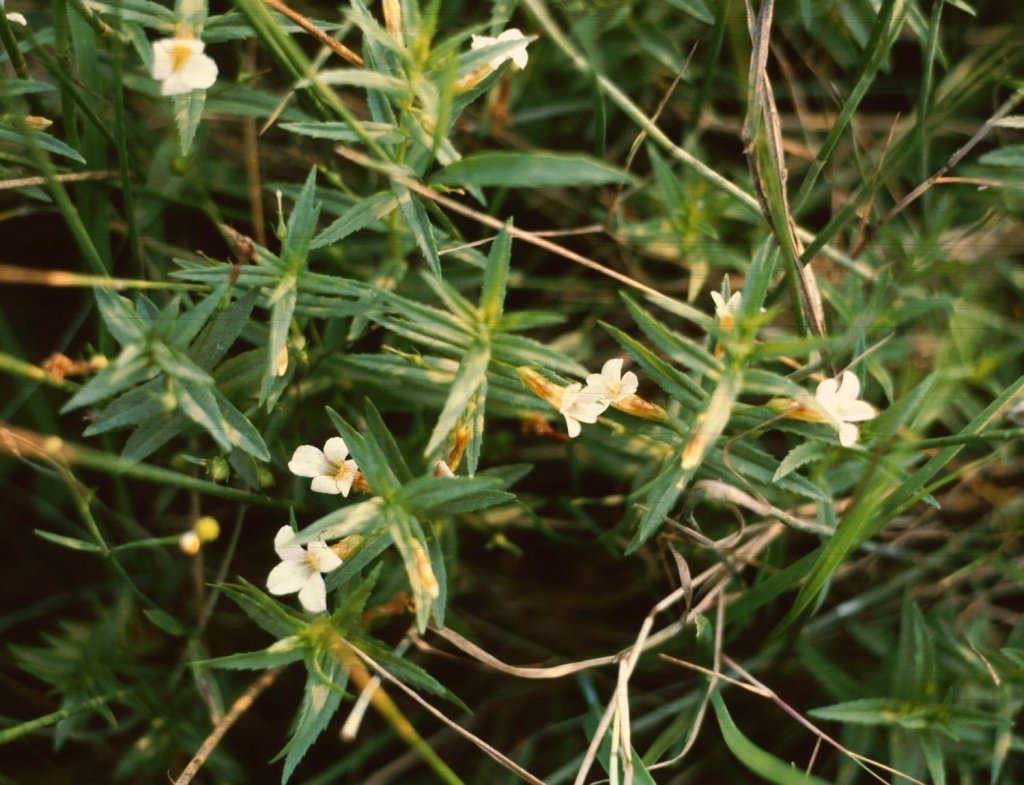 konitrud lékařský (Gratiola officinalis)