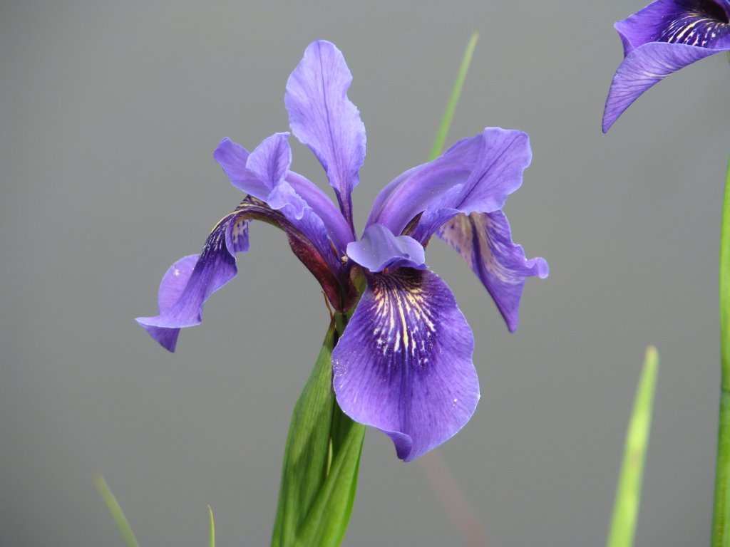 kosatec Bulleyův (Iris bulleyana)