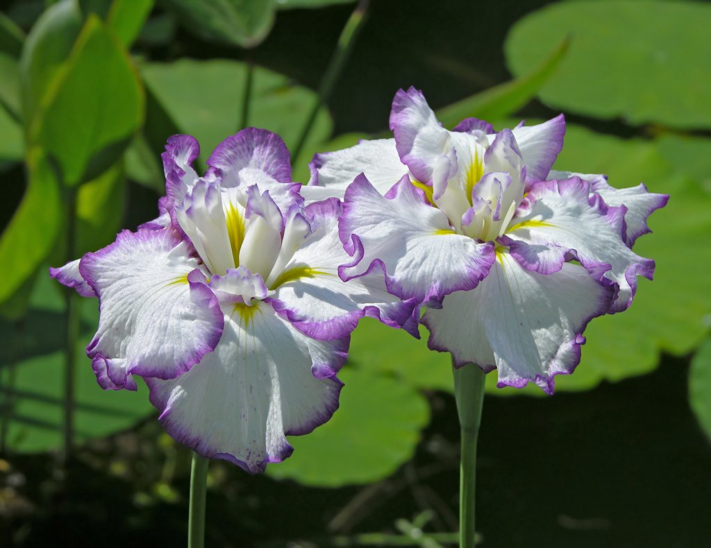 kosatec Kaempferův (Iris kaempferi)