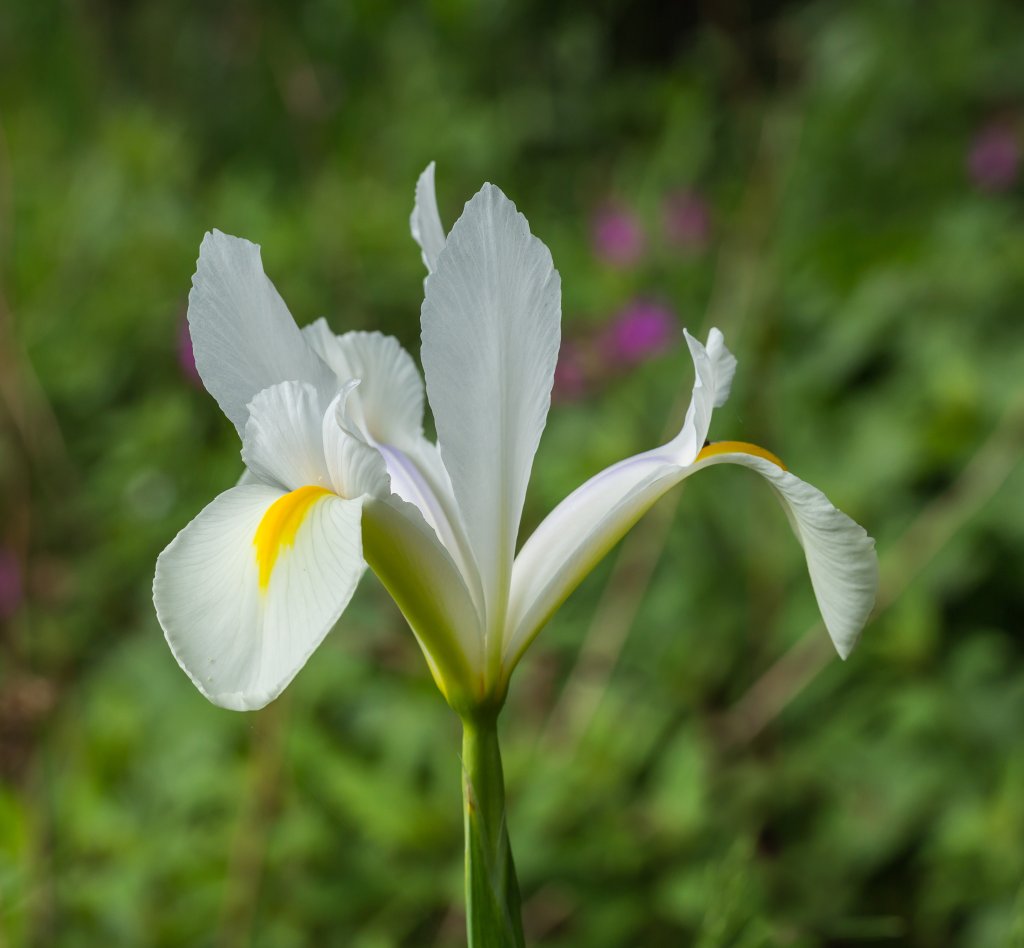 kosatec sibiřský (Iris sibirica)