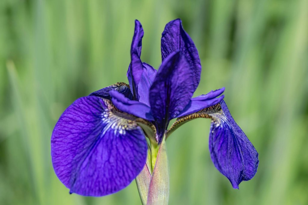 kosatec sibiřský 'Perry's Pygmy' (Iris sibirica 'Perry's Pygmy')