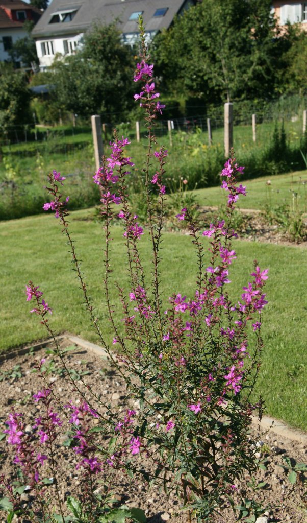kyprej prutnatý (Lythrum virgatum)