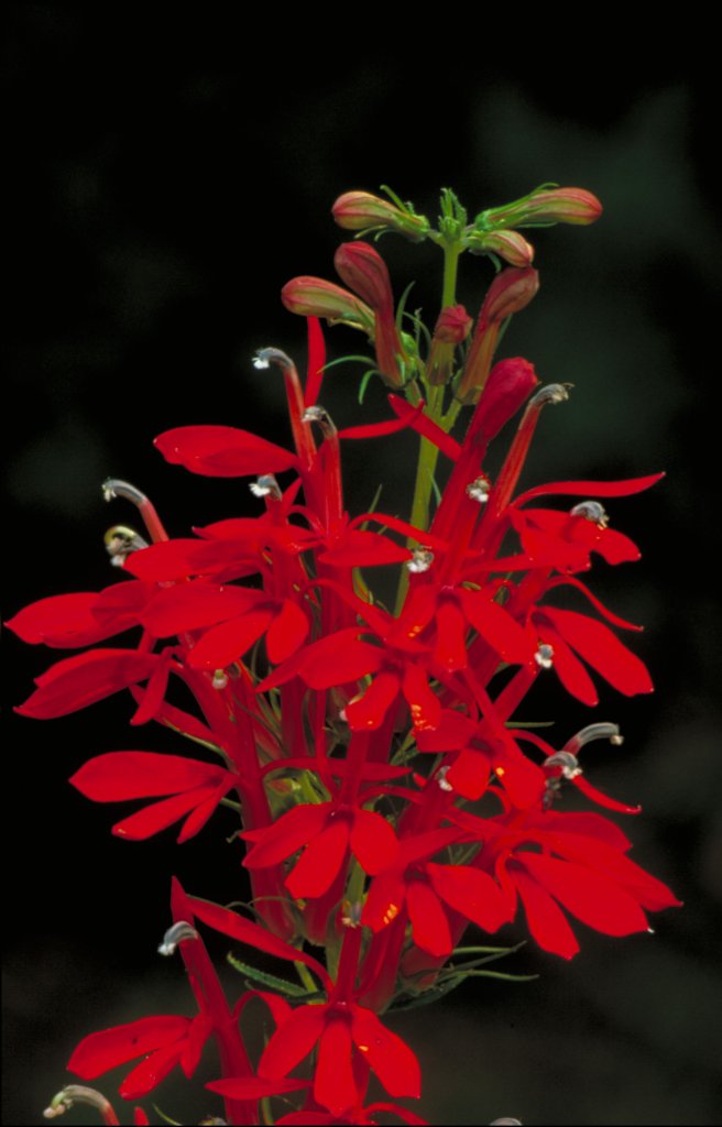 lobelka šarlatová (Lobelia cardinalis)