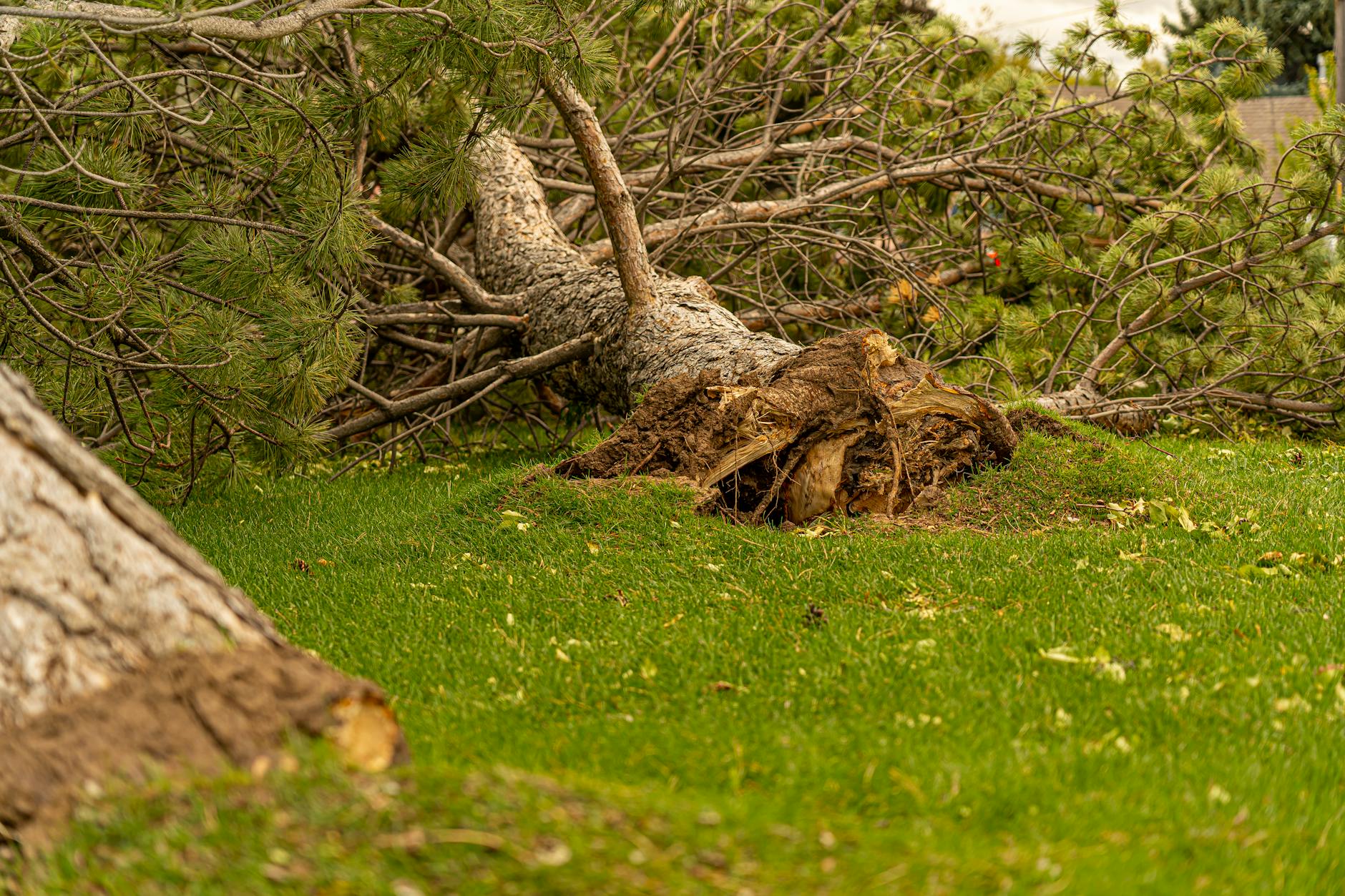 Historie arboristiky: od prvních arboristů po moderní péči o stromy 6 Vývoj ochrany stromů před škůdci od přírodních přípravků k moderním metodám