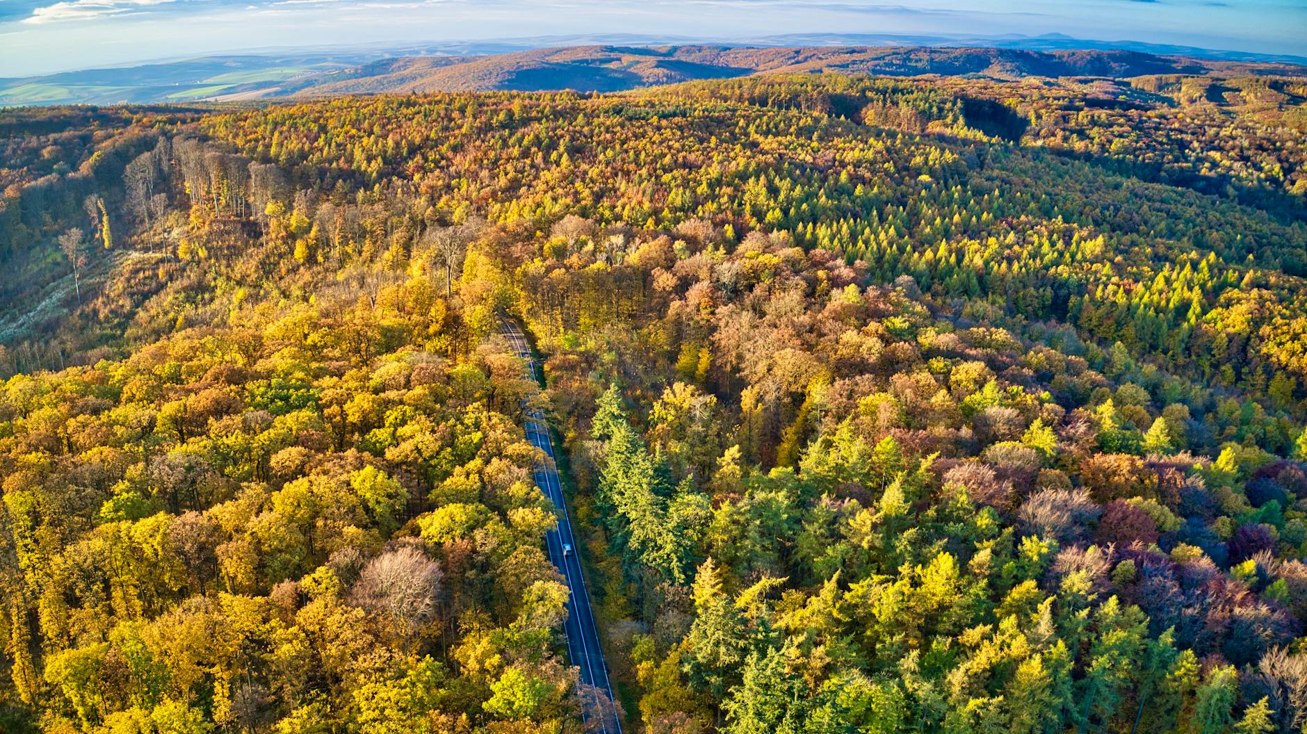 Přínos okraslovacích spolků pro ochranu stromů v 19. a 20. století