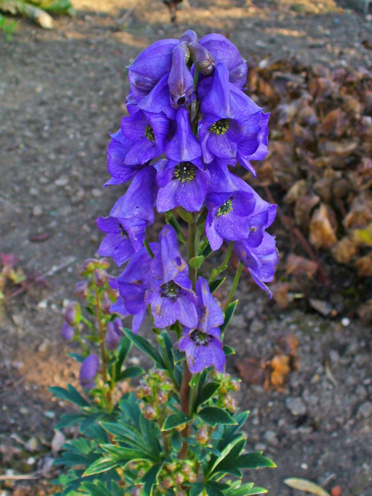 oměj (Aconitum)