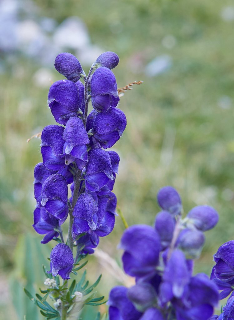 oměj šalamounek (Aconitum napellus)