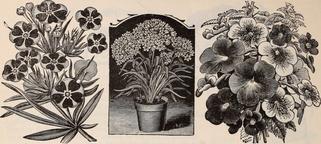 oměj šalamounek 'Grandiflorum Album' (Aconitum napellus 'Grandiflorum Album')