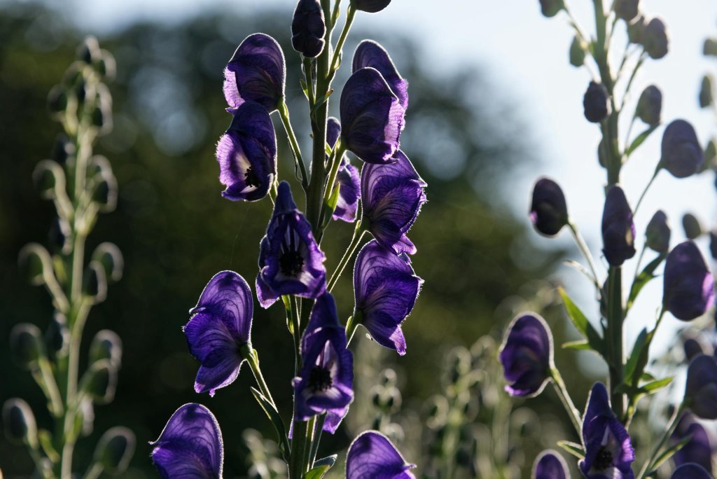 oměj šalamounek 'Spark's Variety' (Aconitum napellus 'Spark's Variety')