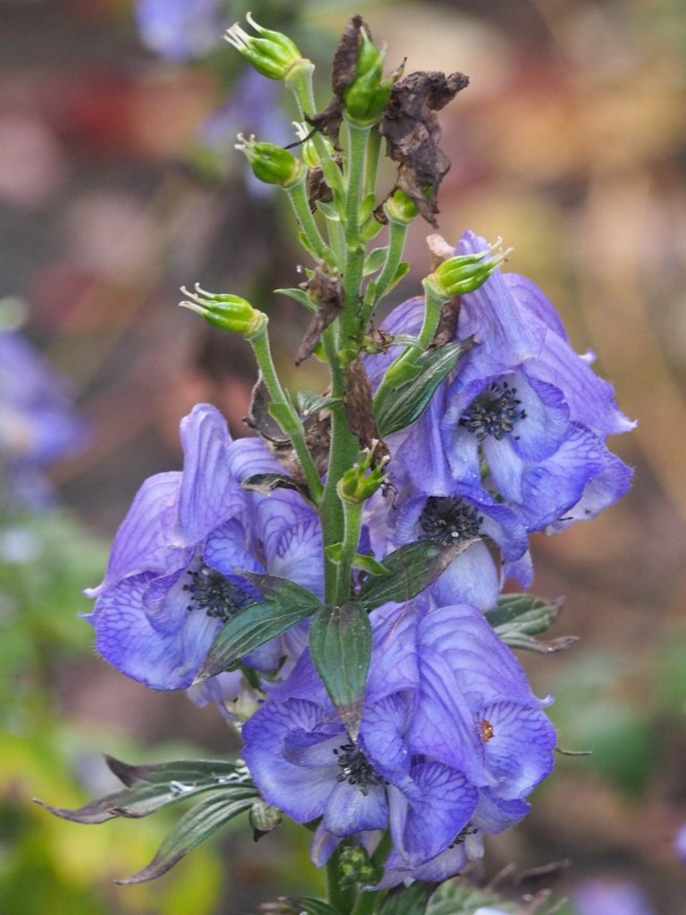 oměj Wilsonův (Aconitum wilsonii)