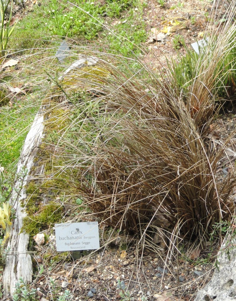 ostřice Buchananová (Carex buchananii)