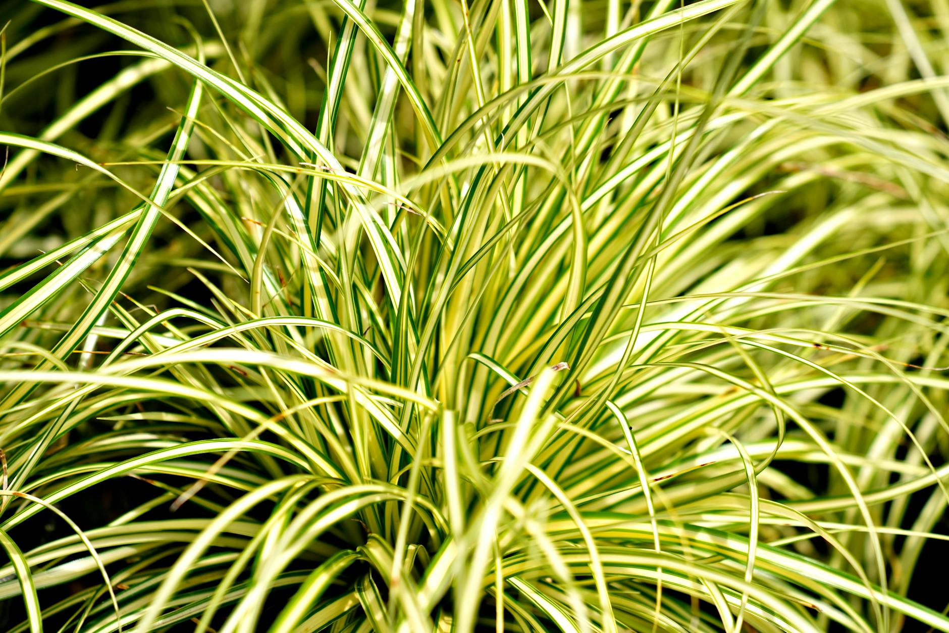 Ostrice carex barevné trávy do vlhkých i suchých míst