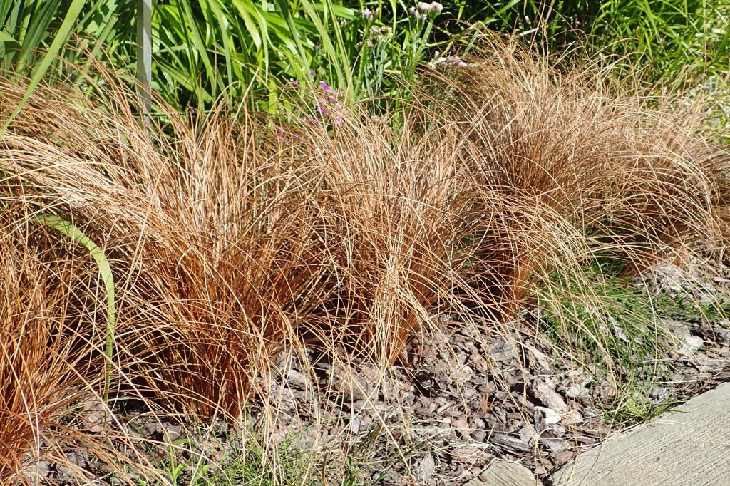 ostřice chocholatá (Carex comans)