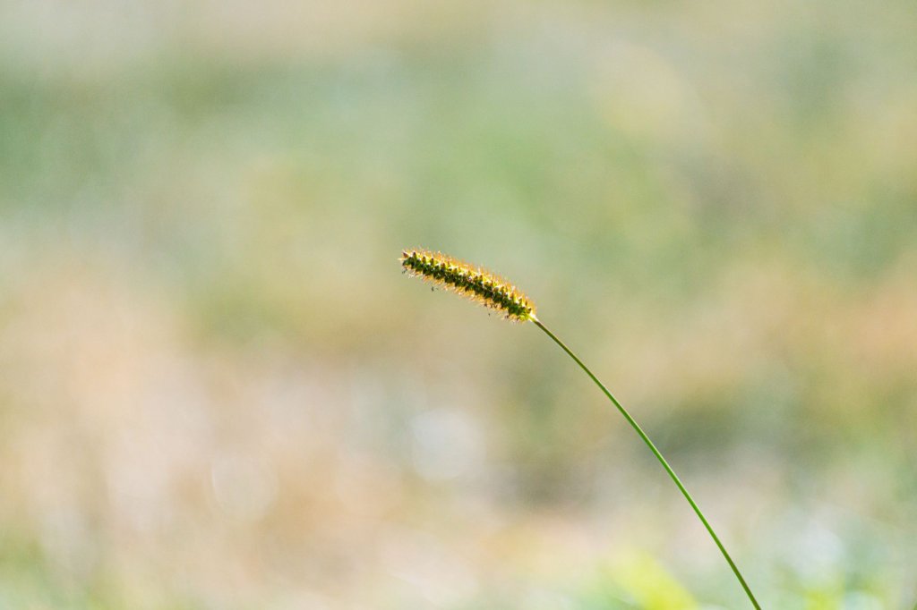 ostřice Petrieho (Carex petrei)