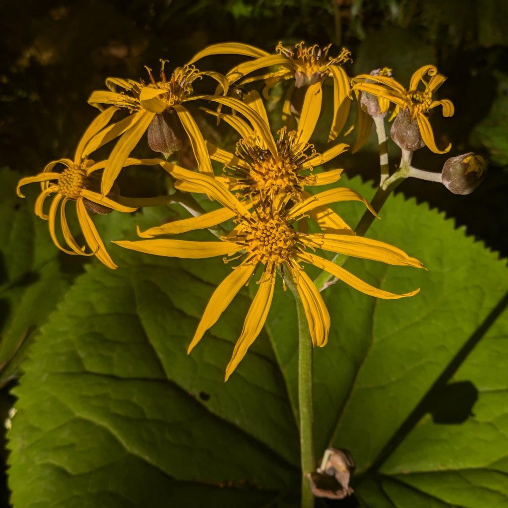 popelivka (Ligularia clivorum)