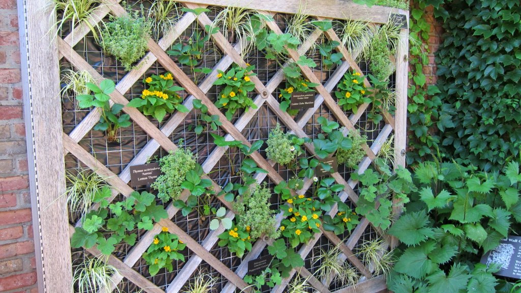 popelivka 'The Rocket' (Ligularia stenocephala 'The Rocket')