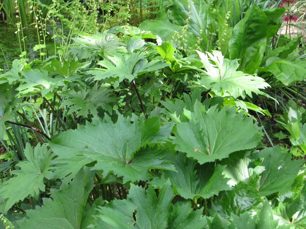 popelivka Veitchova (Ligularia veitchiana)