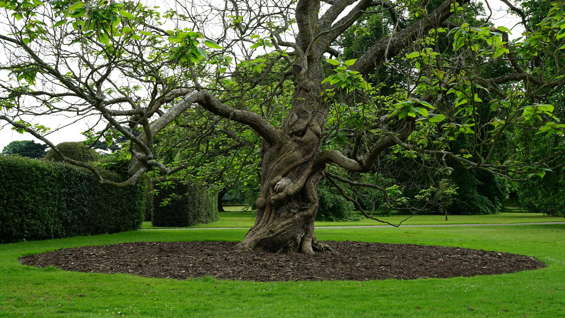 Historie arboristiky: od prvních arboristů po moderní péči o stromy 3 Zajímavé prvky péče o stromy: historické pověry a statické zajištění korun