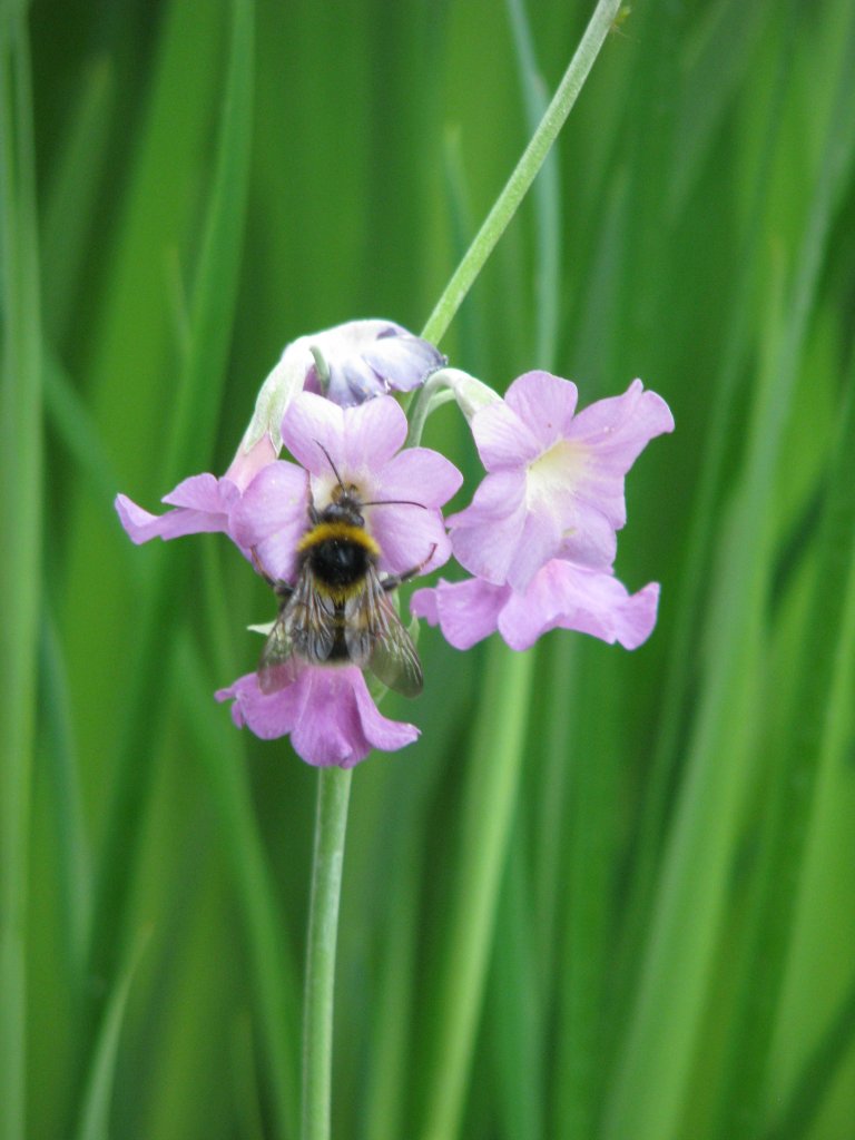 prvosenka alpská (Primula alpicola)