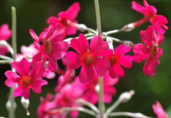 prvosenka Beesova (Primula beesiana)