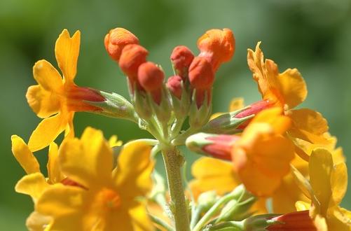 prvosenka Bulleyova (Primula bulleyana)