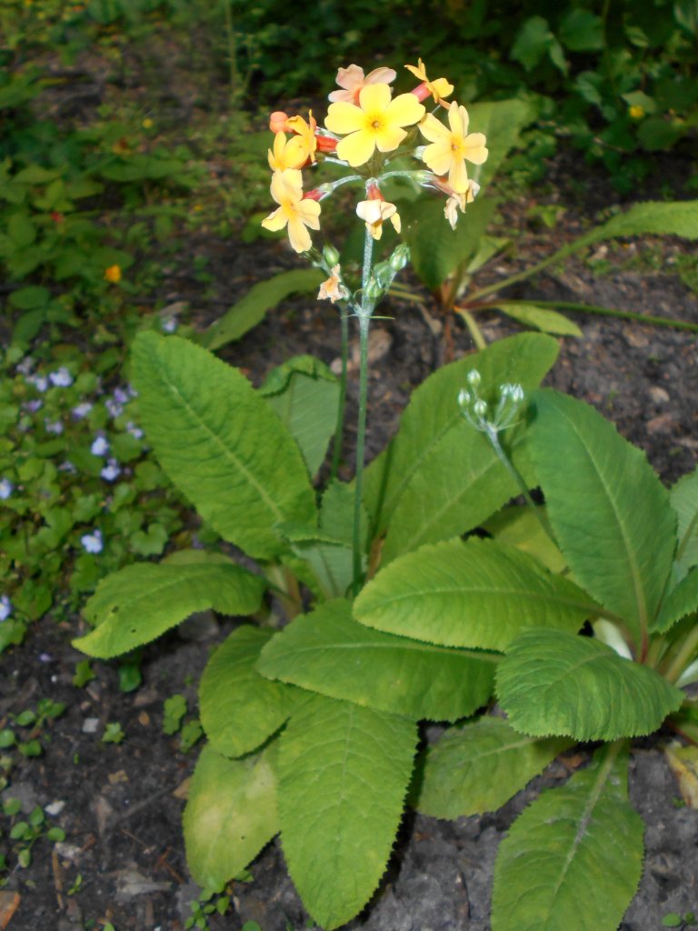 prvosenka oranžová (Primula aurantiaca)