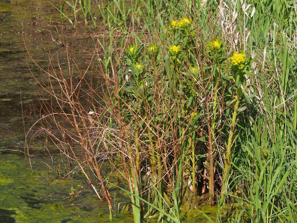 pryšec bahenní (Euphorbia palustris)