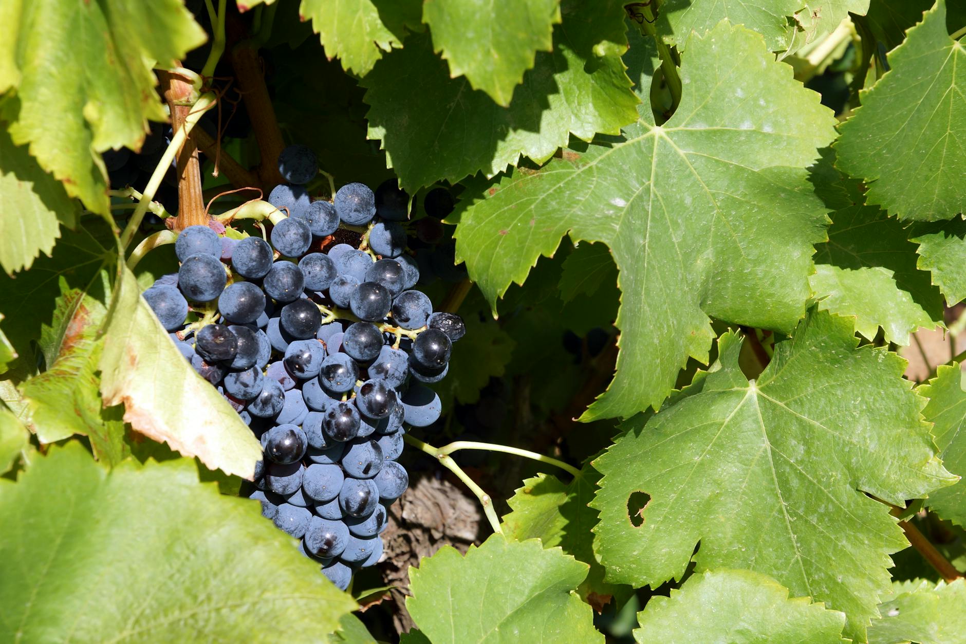 Podnože a odrůdy révy vinné pro české vinice 3 Původní americké druhy Vitis riparia, rupestris a berlandieri jako podloží