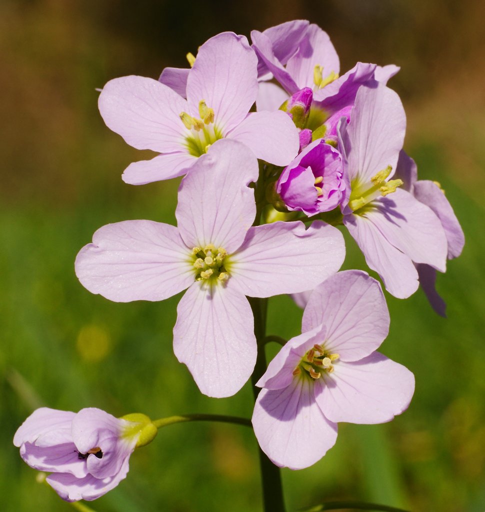 řeřišnice luční (Cardamine pratensis)