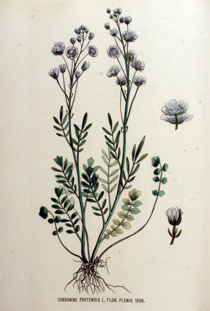 řeřišnice luční 'Flore Pleno' (Cardamine pratensis 'Flore Pleno')
