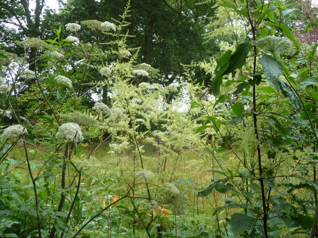 sadec skvrnitý 'Atropurpureum' (Eupatorium maculatum 'Atropurpureum')