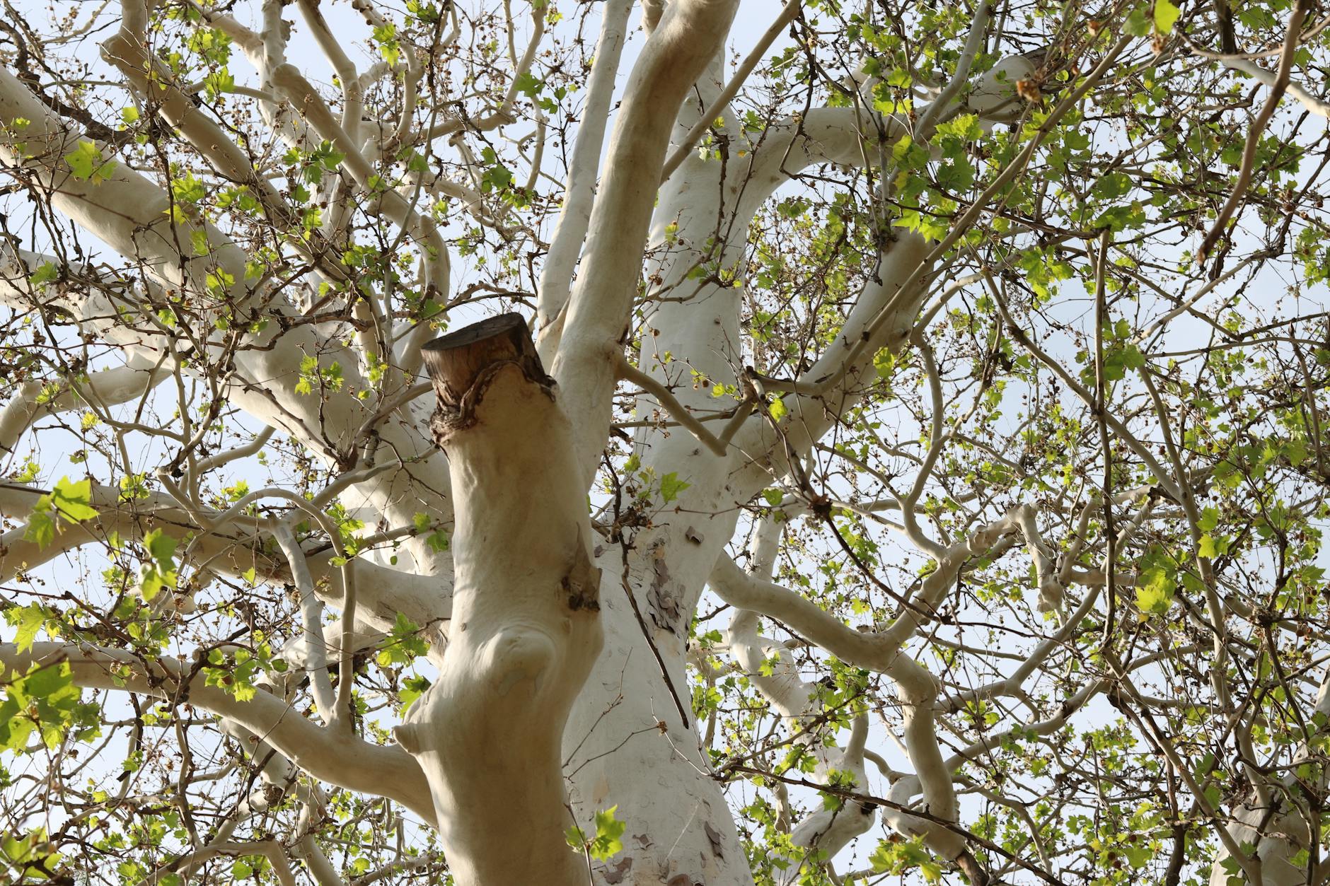 Historie arboristiky: od prvních arboristů po moderní péči o stromy 8 Stromolezecké závody a mezinárodní mistrovství jako zdroj moderní techniky