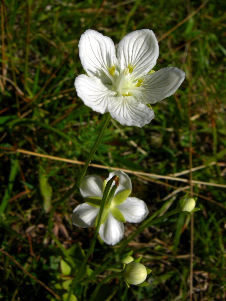 tolije bahenní (Parnassia palustris)