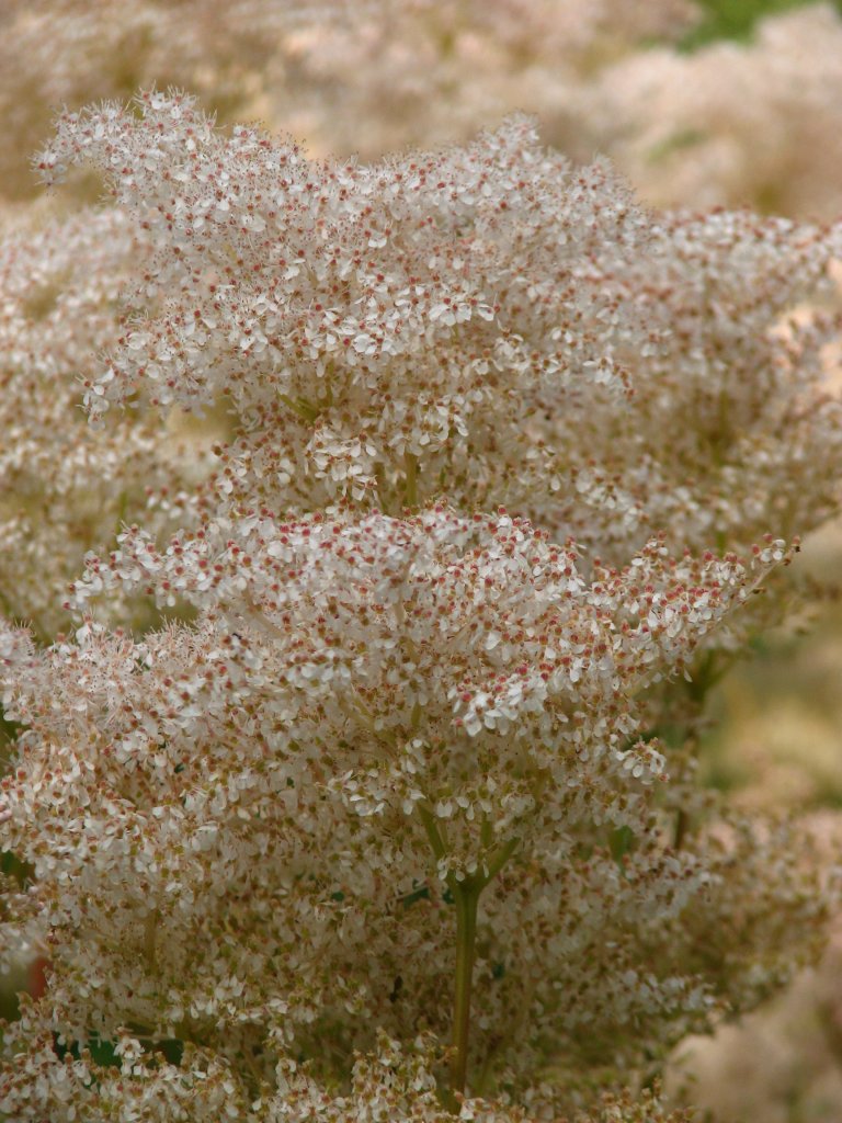 tužebník dlanitý (Filipendula palmata)