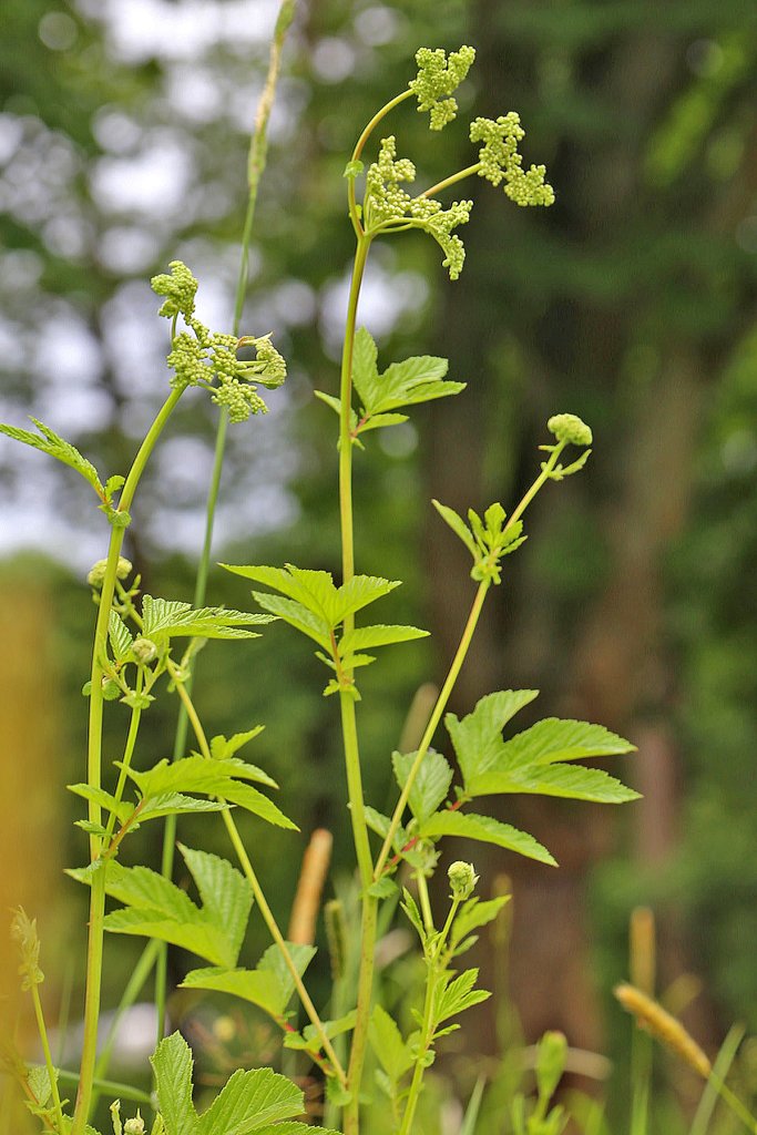 tužebník jilmový (Filipendula ulmaria)