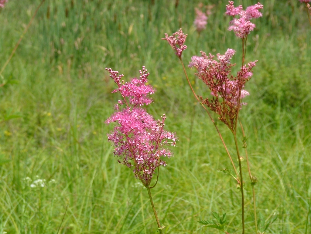 tužebník nachový (Filipendula rubra)
